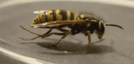 Rubbing Its Legs GIF - Wasp Rubbing Legs Insect - Discover & Share GIFs