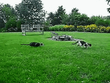 two cats are playing in the grass in a yard .