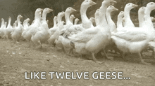 Duck Waddle GIF - Duck Waddle Armyofducks GIFs