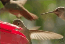 Humming Birds Savage GIF - Humming Birds Savage Get Out - Discover & Share  GIFs