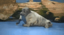 Nico Seal Cement Toba Aquarium Run Away Flee Flop GIF