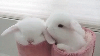 Animals Rabbit GIF - Animals Rabbit Cute - Discover & Share GIFs