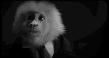 Monkey David Lynch GIF - Monkey David Lynch What Did Jack Do GIFs