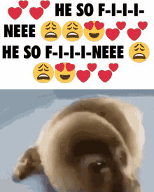He So Fine Crying Seal GIF - He So Fine Crying Seal He Was Forced GIFs