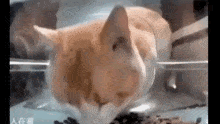 Chinese Cat Eating GIF - Chinese Cat Eating GIFs