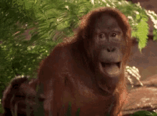 Monyet Ketawa GIF - Monkey Orangutan Hahaha GIFs