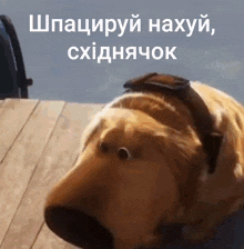 a close up of a dog 's face with a caption in foreign language