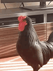 Black Cock GIF - Black Cock Cockerel GIFs