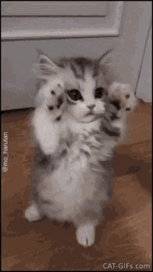 Cute Cat GIF - Cute Cat Please GIFs