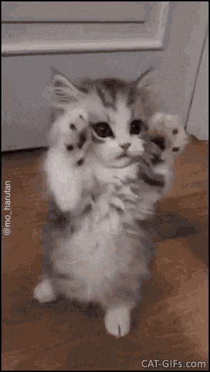 Cute Cat GIF - Cute Cat Please - Discover & Share GIFs