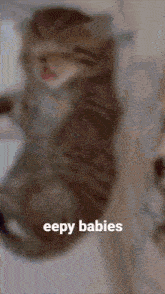 Eepy Eepy Cat GIF - Eepy Eepy Cat Kittens GIFs