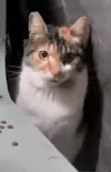 a brown and white cat is sitting on a table looking at the camera .