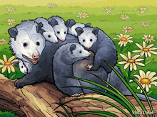 Opossum GIF - Opossum Possum GIFs