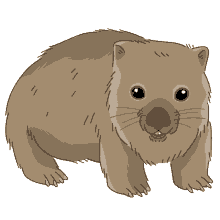 wombat common wombat coarse haired wombat