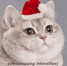 When Your Cat Goes Out Side In Christmas GIF - When Your Cat Goes Out Side In Christmas GIFs