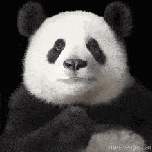 a panda bear is making a funny face with its paws on its chin .