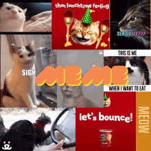 When All The Cats Have A Party Cat Memes GIF