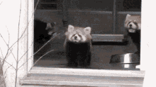 Red Panda Scared GIF - Red Panda Scared Shocked GIFs