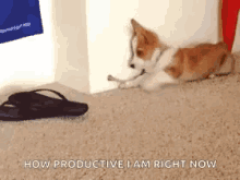 Puppy Distracted GIF - Puppy Distracted Productive GIFs