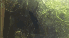 a black fish is swimming in a tank of green plants