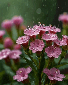 a bunch of pink flowers are covered in water drops