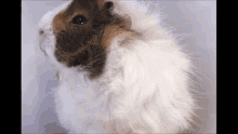 Guinea Pig Where Are You GIF - Guinea Pig Where Are You Watching You GIFs