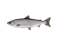 a fish with spots on it is swimming on a white surface