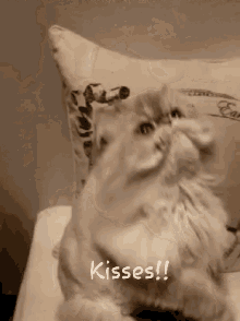 Kisses Kitty GIF - Kisses Kitty Cute GIFs