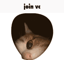 Join Vc Cat GIF - Join Vc Cat Pov GIFs