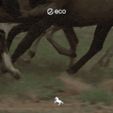 a picture of a herd of horses with the words another one
