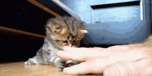 Wait. GIF - Adorable Cat Kitten GIFs