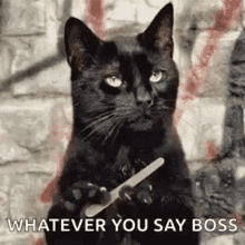 sassy cat black cat kitty whatever you say boss