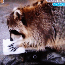 raccoon washing ice
