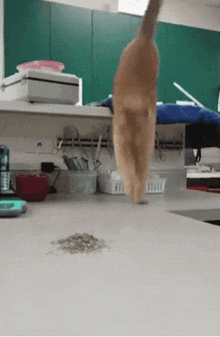 a cat is walking on a counter in a veterinary clinic