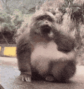 a monkey sitting on the ground covering its eyes