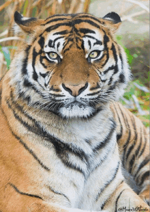 Tiger Tiger Blinking GIF - Tiger Tiger Blinking Tiger Eyes Blinking GIFs