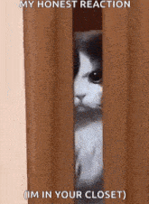 a cat peeking out from behind a curtain with the caption my honest reaction im in your closet .