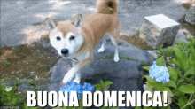Buona Domenica Akita Cane Fiore Giardino GIF - Have A Nice Sunday Dog Pet GIFs