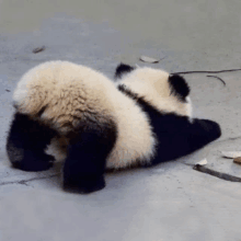 yoongi suga yoongi panda