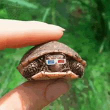 Iota Tanglevision GIF - Iota Tanglevision Turtle Squeeze GIFs