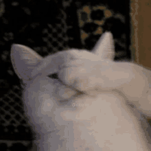 Adorable Cat GIF - Adorable Cat Cute GIFs