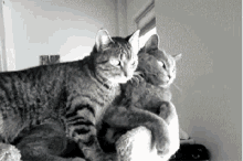 Love Cats GIF - Love Cats Clingy GIFs