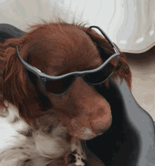 Dog Glasses GIF - Dog Glasses Wavy GIFs