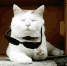Cat Deal With It GIF - Cat Deal With It Funny GIFs