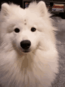 a fluffy white dog with a rhinestone on its forehead