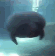 Hippo Bongo GIF - Hippo Bongo Sea GIFs