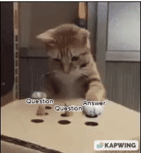 Gif de un gato jugando con las preguntas y respuestas