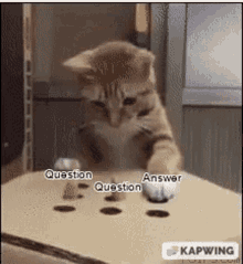 Cat Answer Cat Question GIF - Cat Answer Cat Question Question Answer GIFs