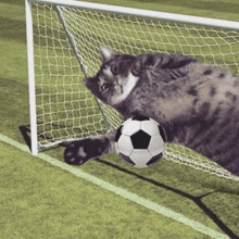 Soccer Cat GIF - Soccer Cat Funny GIFs