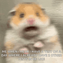a hamster with a surprised look on its face says me when i hear i have a test on a day
